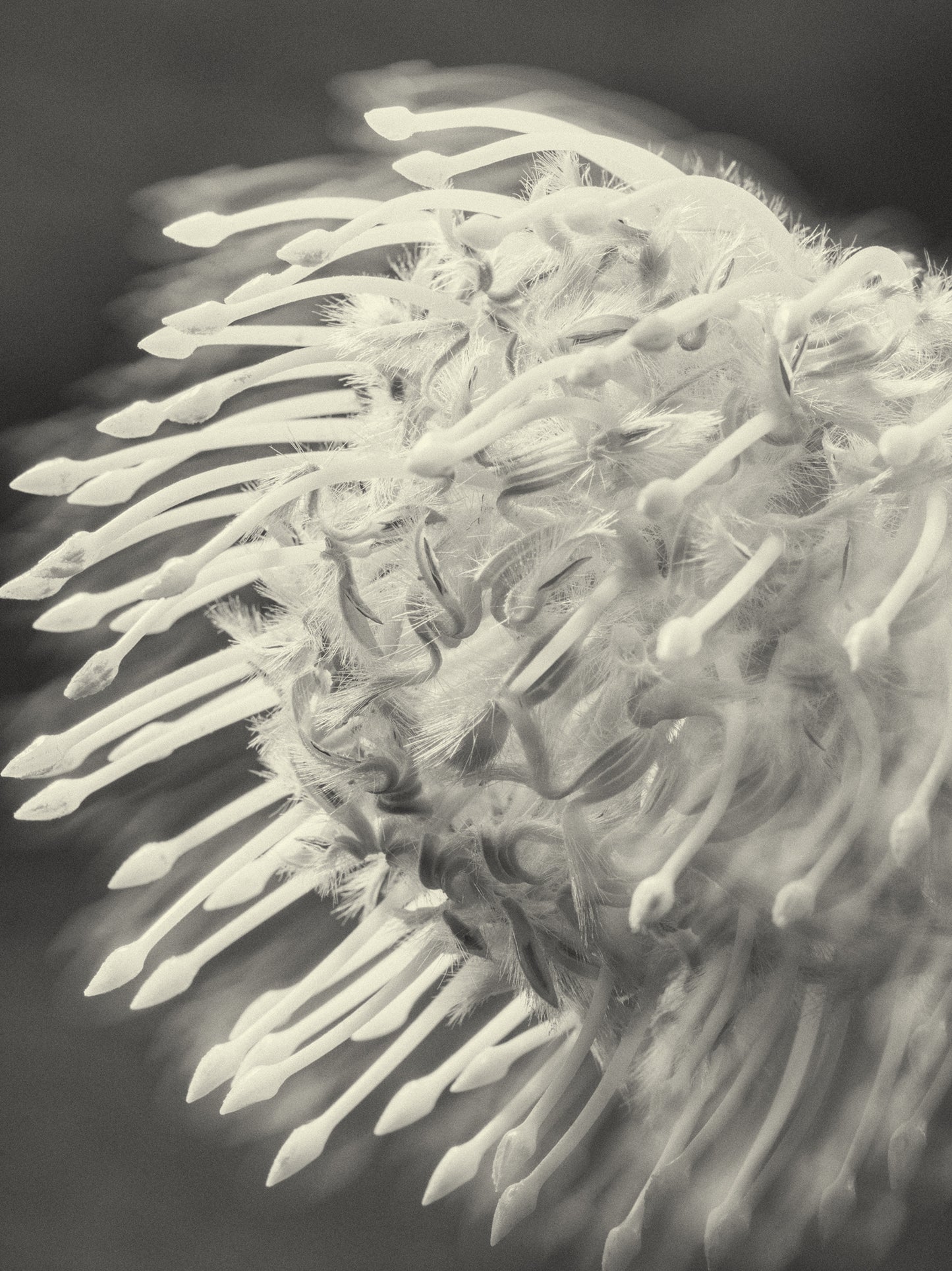 Flower #04, Fine Art Archival Print